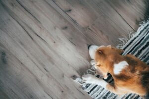 dog laying on a new laminate floor