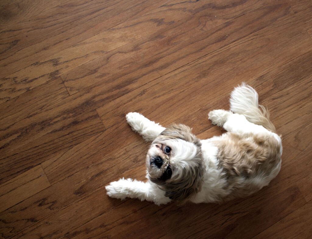 Flooring Considerations for Homes with Pets